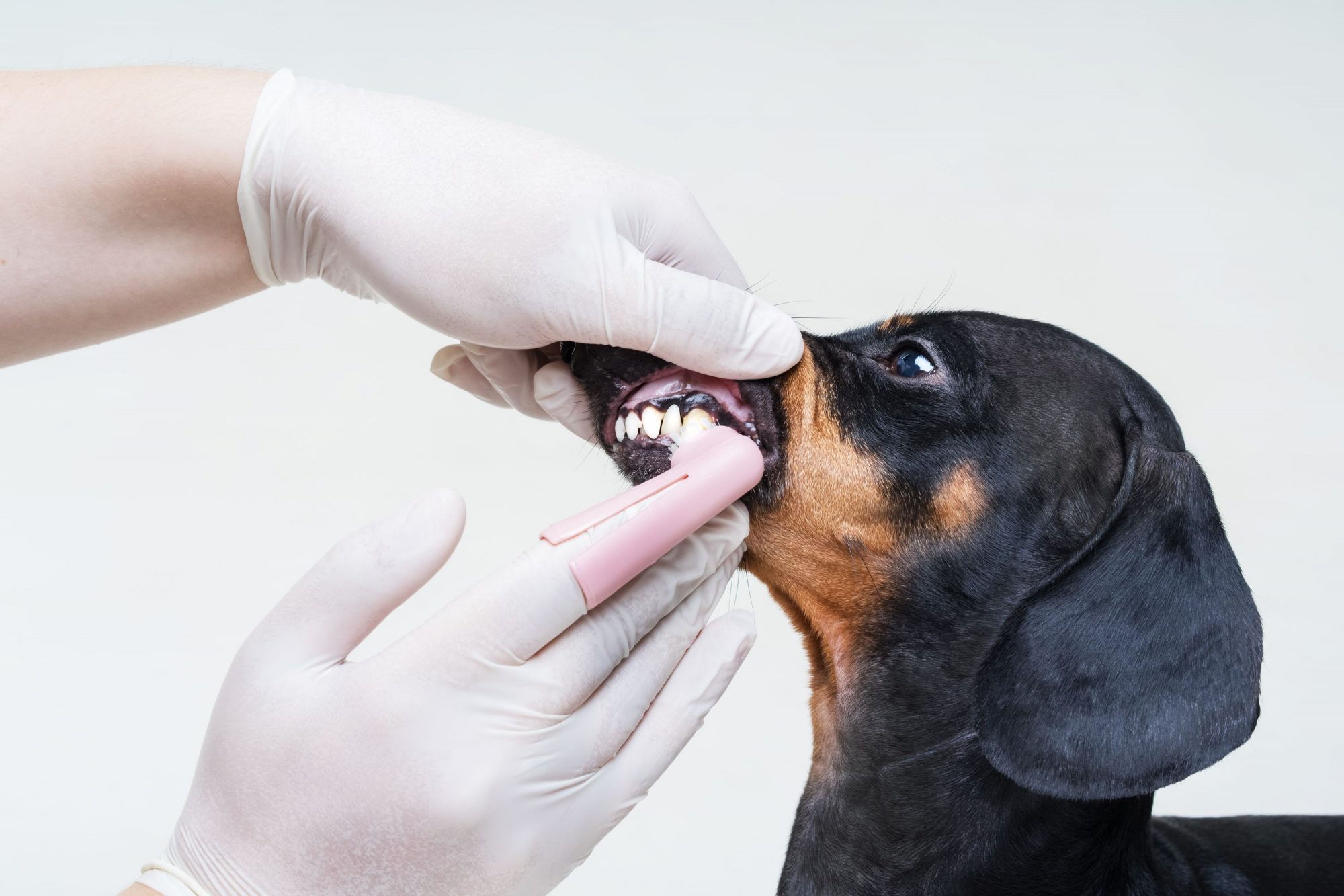 Dachshund dog getting its teeth brushed.