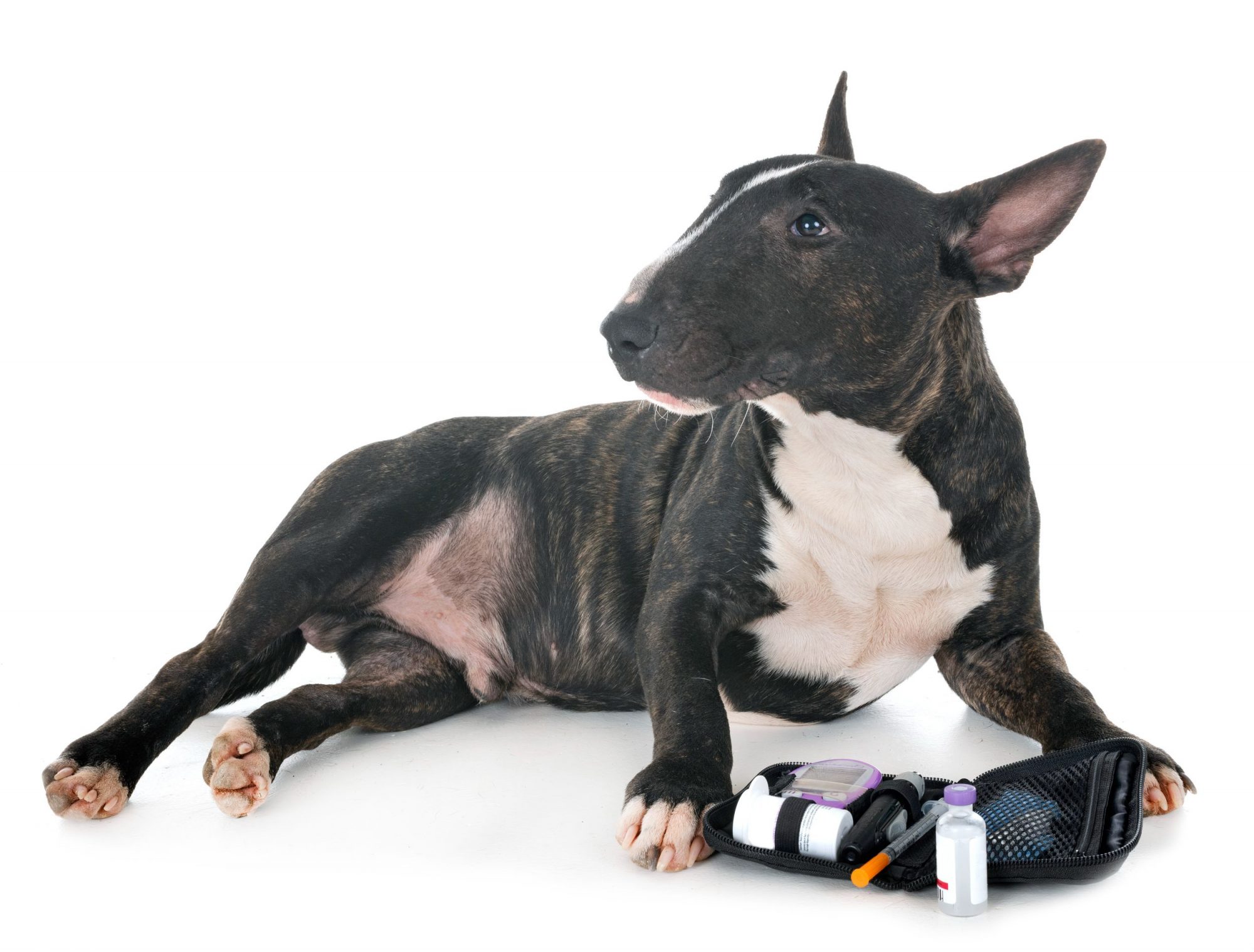 Miniature bull terrier with a diabetes monitoring kit.