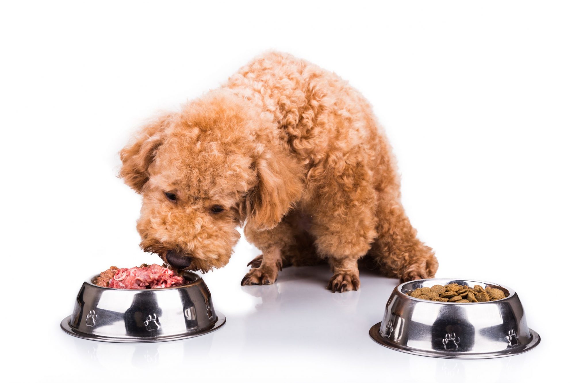 Poodle dog eating wet food instead of the dry food