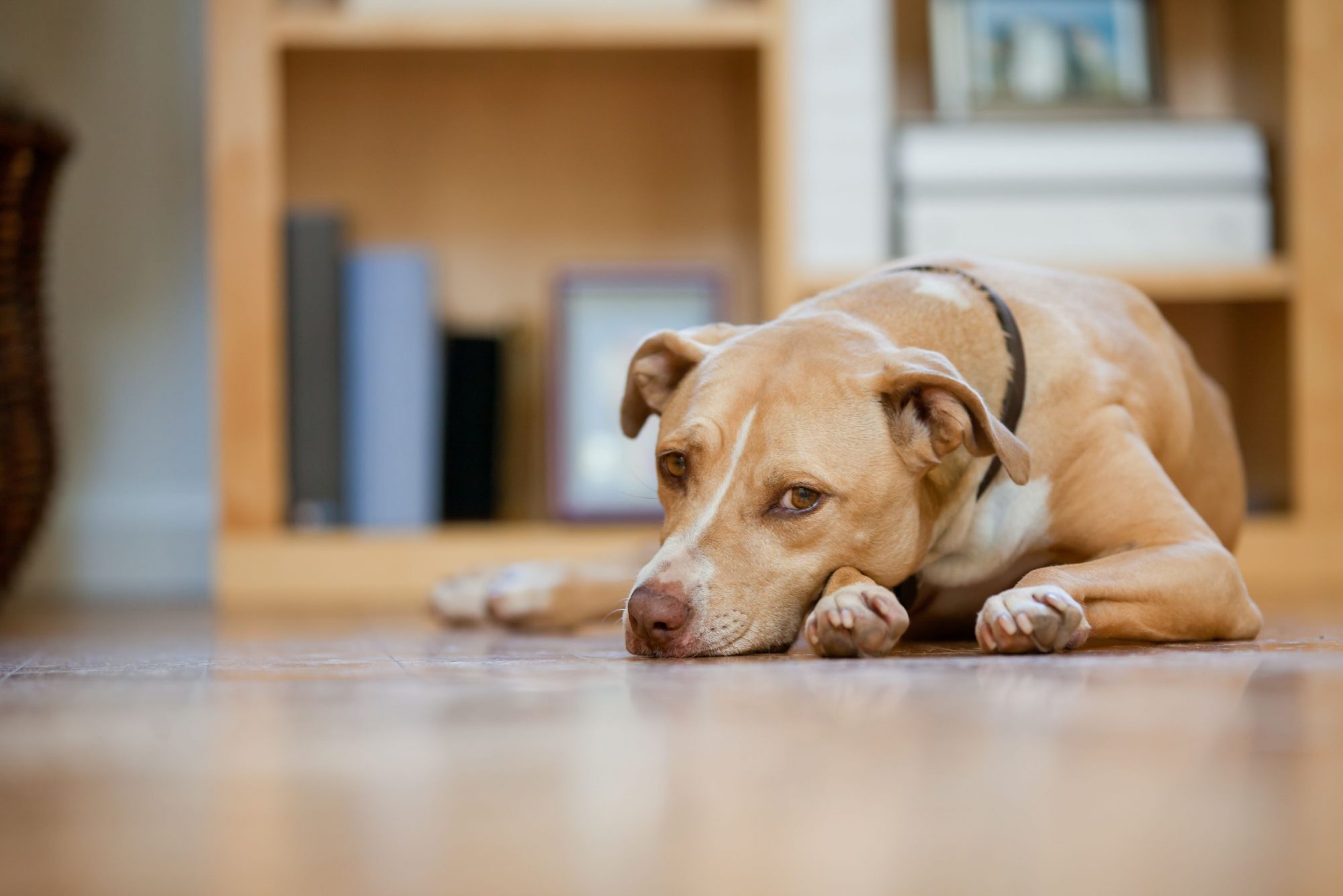 A dog resting.