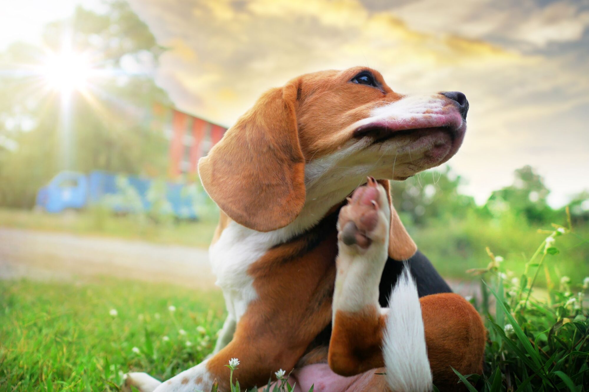beagle dog scratching itself behind ear.