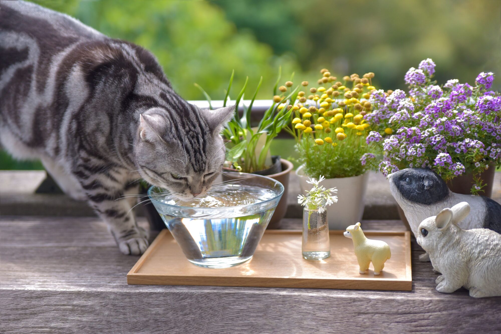 cat drinking water.