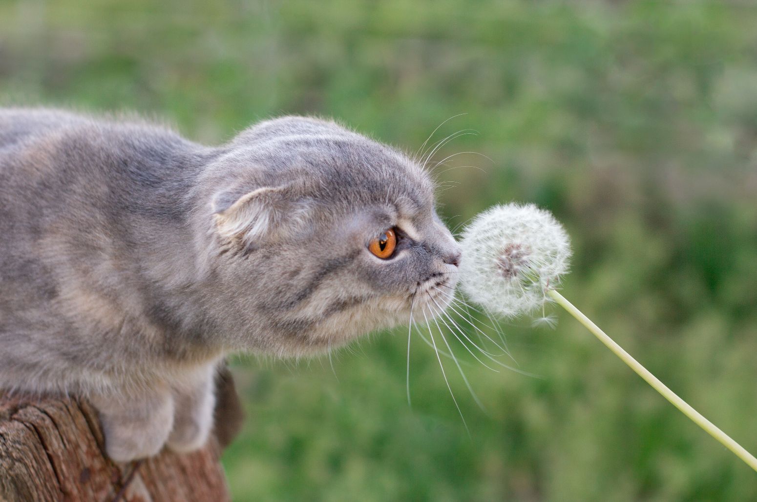 gray cat smelling  dandelion.