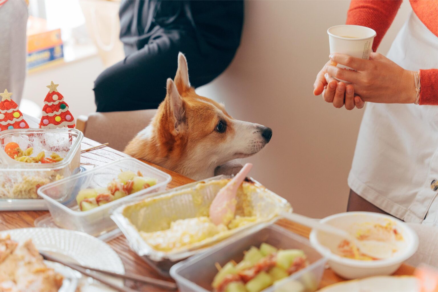 Avoiding Festive Foods that Cause Pancreatitis in Dogs South Seminole