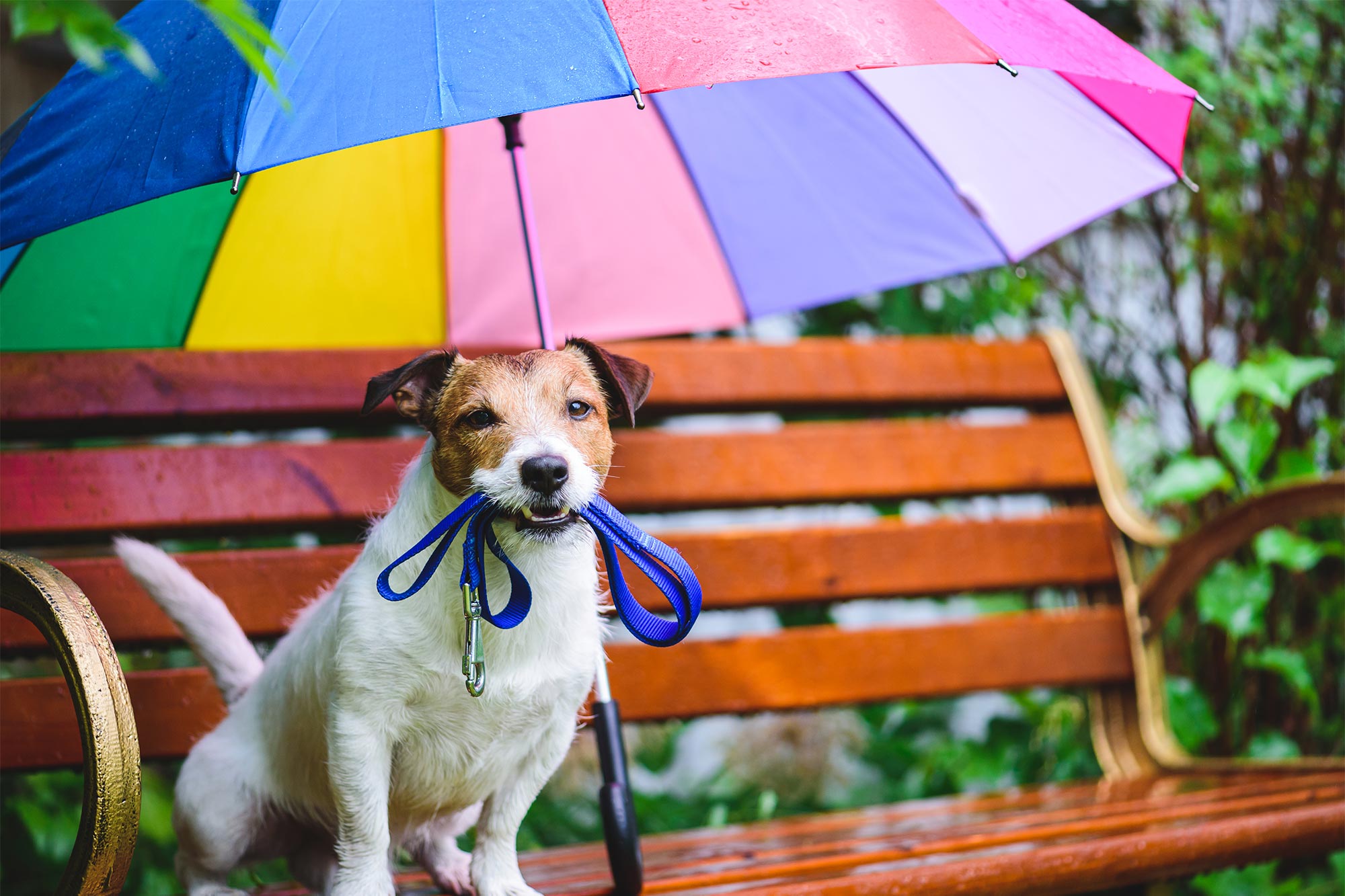 dog on a bench with umbrella