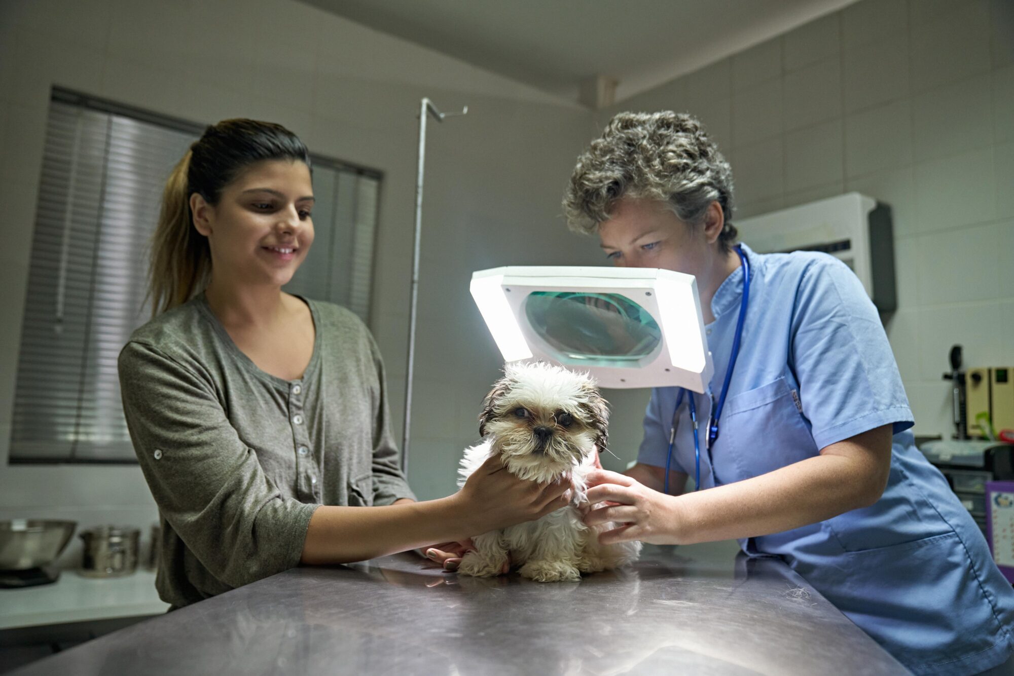 pet dermatology.