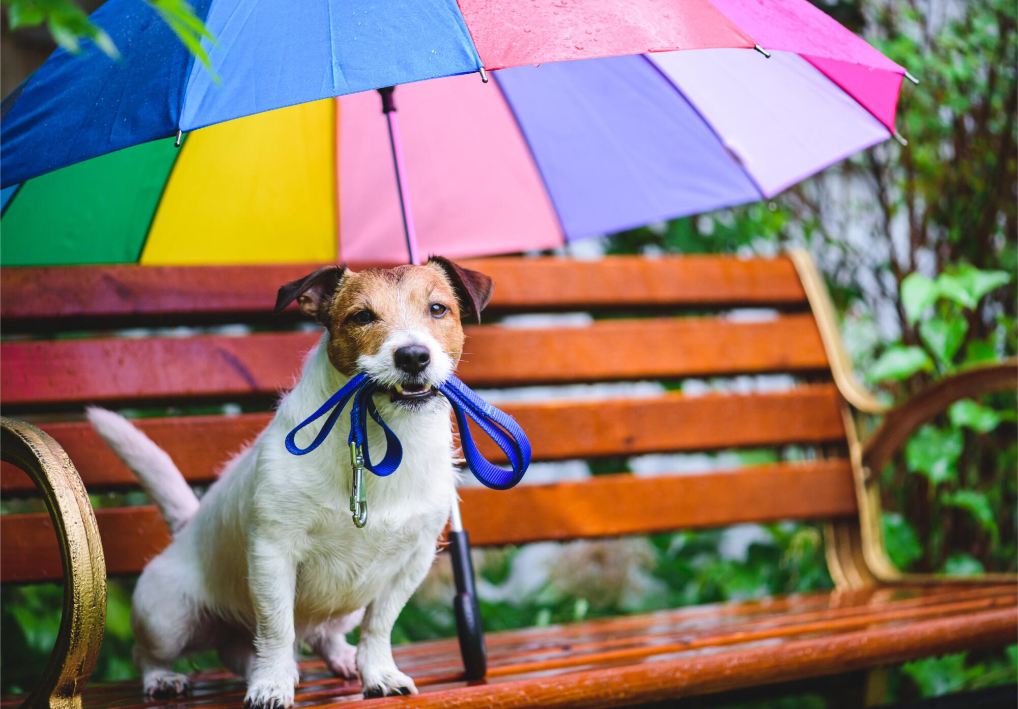 Dog under umbrella.