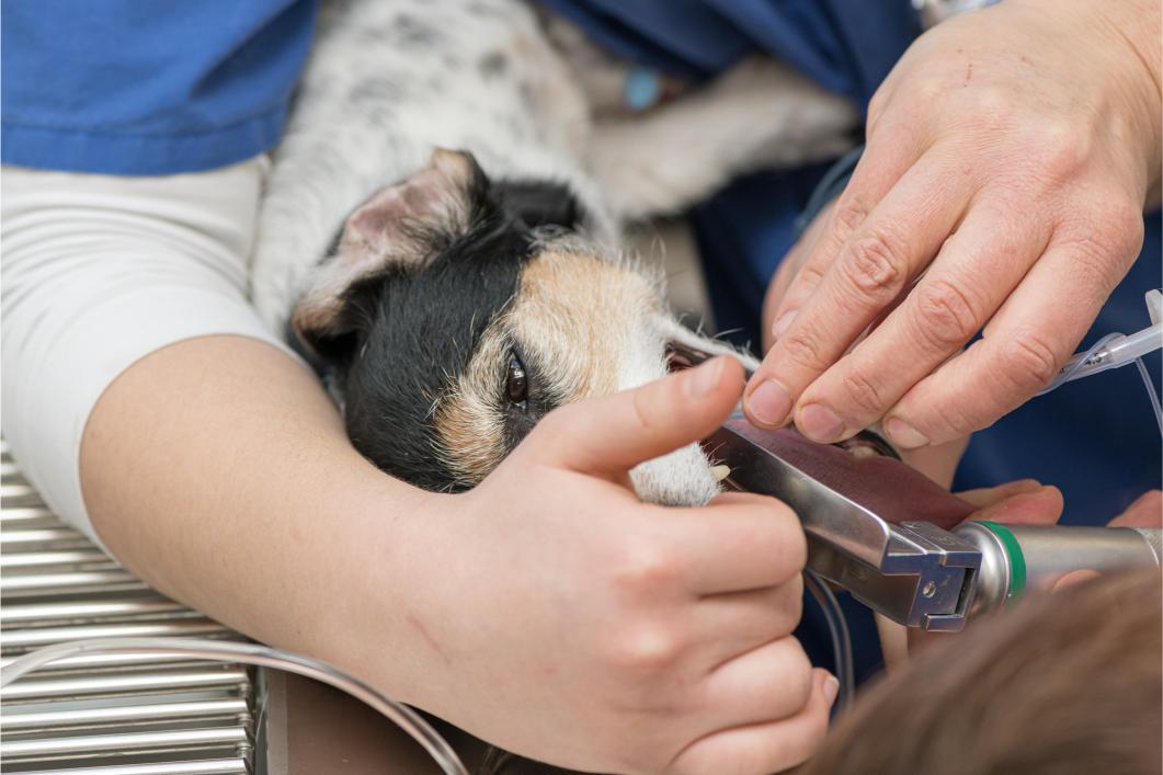 Animal Laparoscopic Surgery.