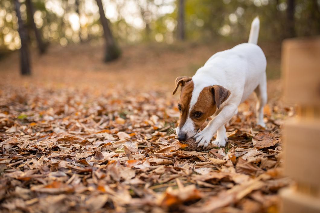 dog eating leaves.