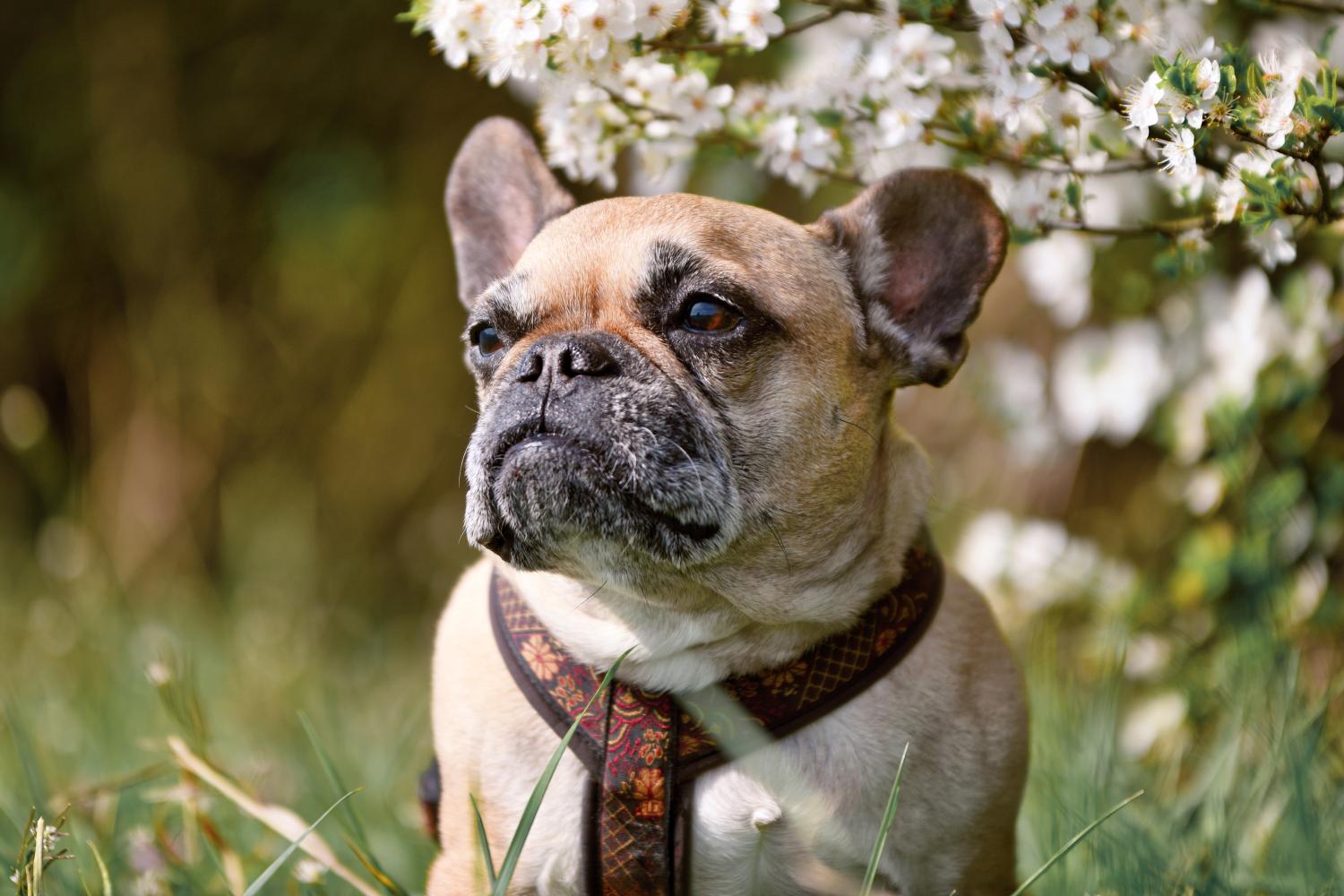 Geriatric Pet Care: What Every Owner Needs to Know