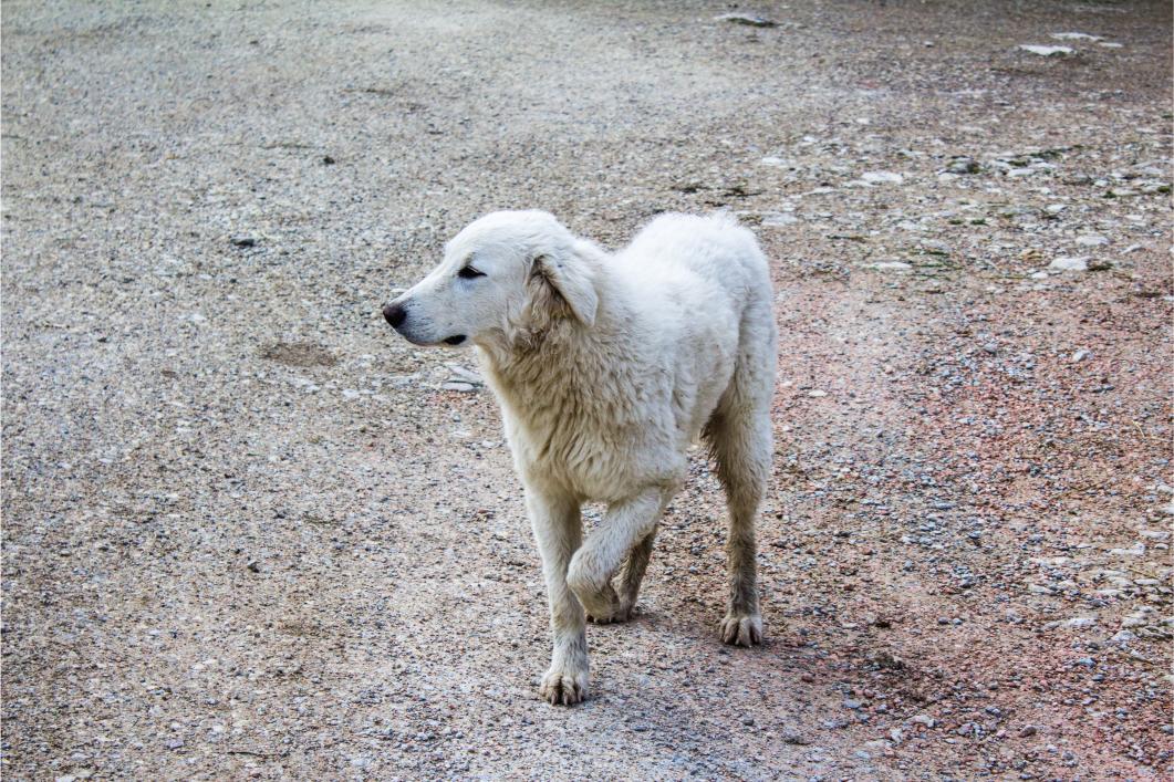 Dog Limping: Is It a Minor Injury or Something Serious?