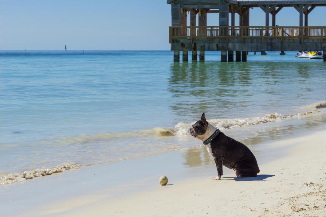 Dog at fl beach.