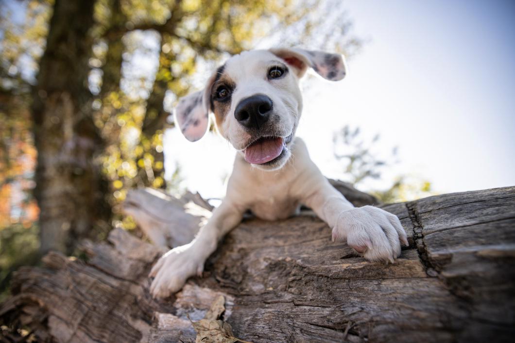 Can Young Dogs Develop Arthritis? Early Signs & Prevention Strategies for Casselberry Puppies