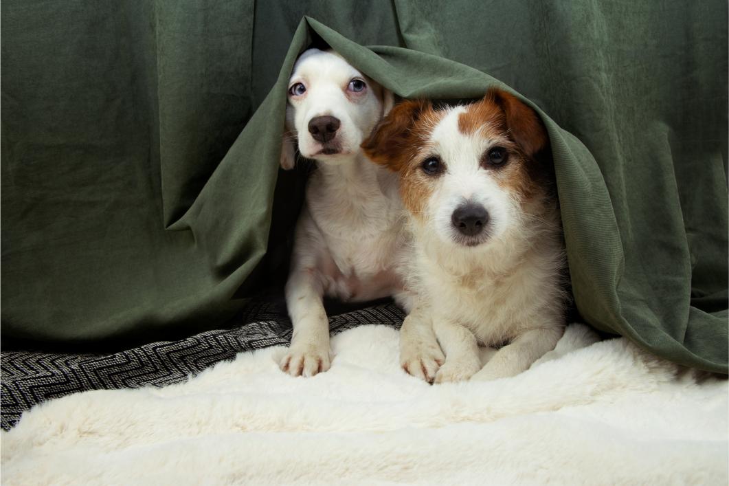 Puppies hiding under the blanket.