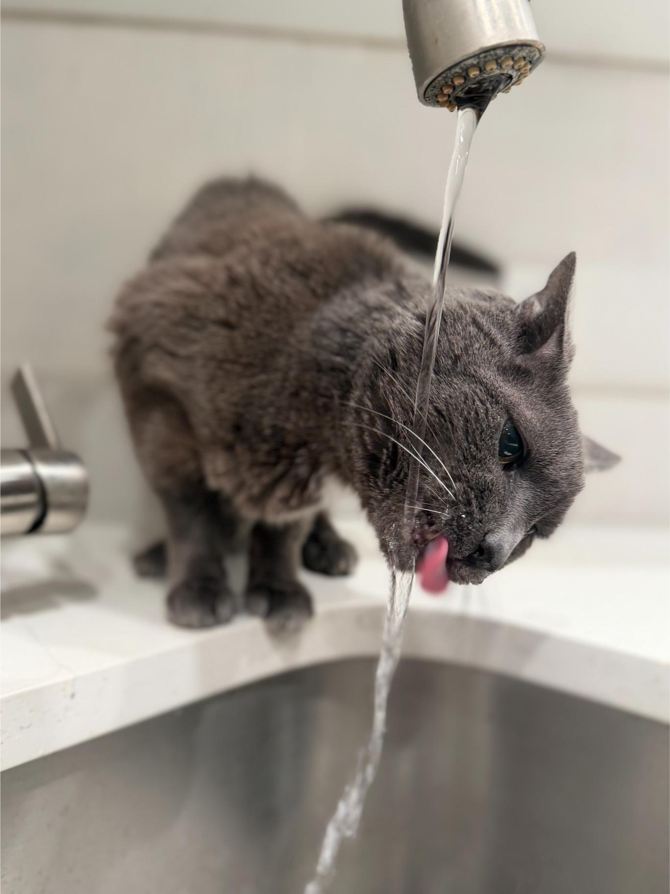Why Is My Senior Cat Drinking So Much Water? Kidney, Thyroid, & Diabetes Warning Signs