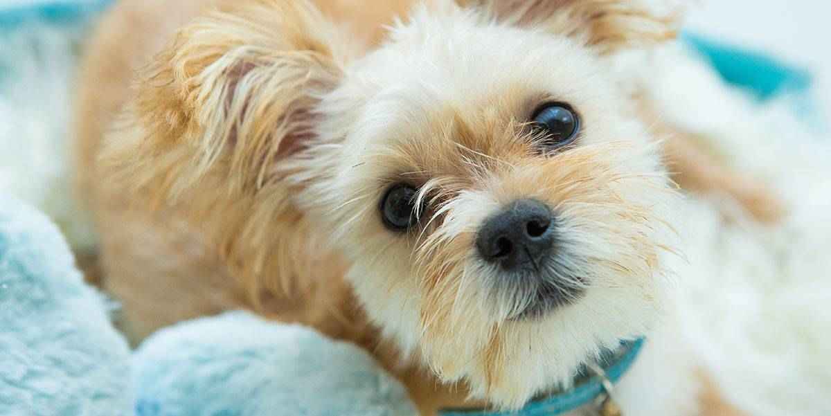 Dog Relaxing Dog Relaxing