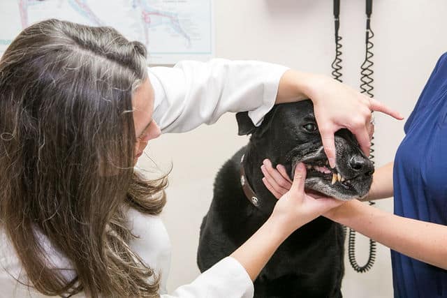 Doctor examing dog's teeth