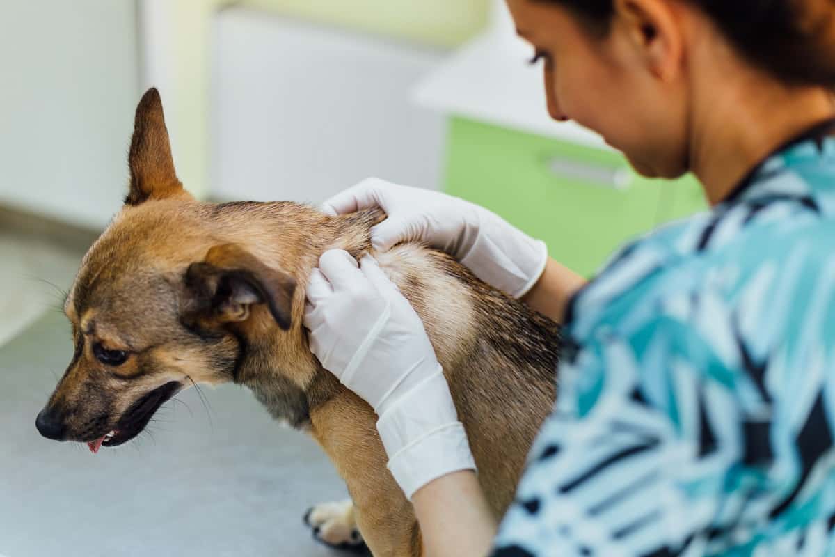 Doctor examining dog
