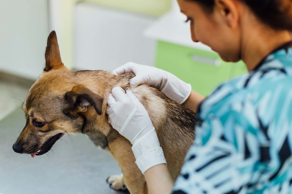 Doctor examining dog Doctor examining dog