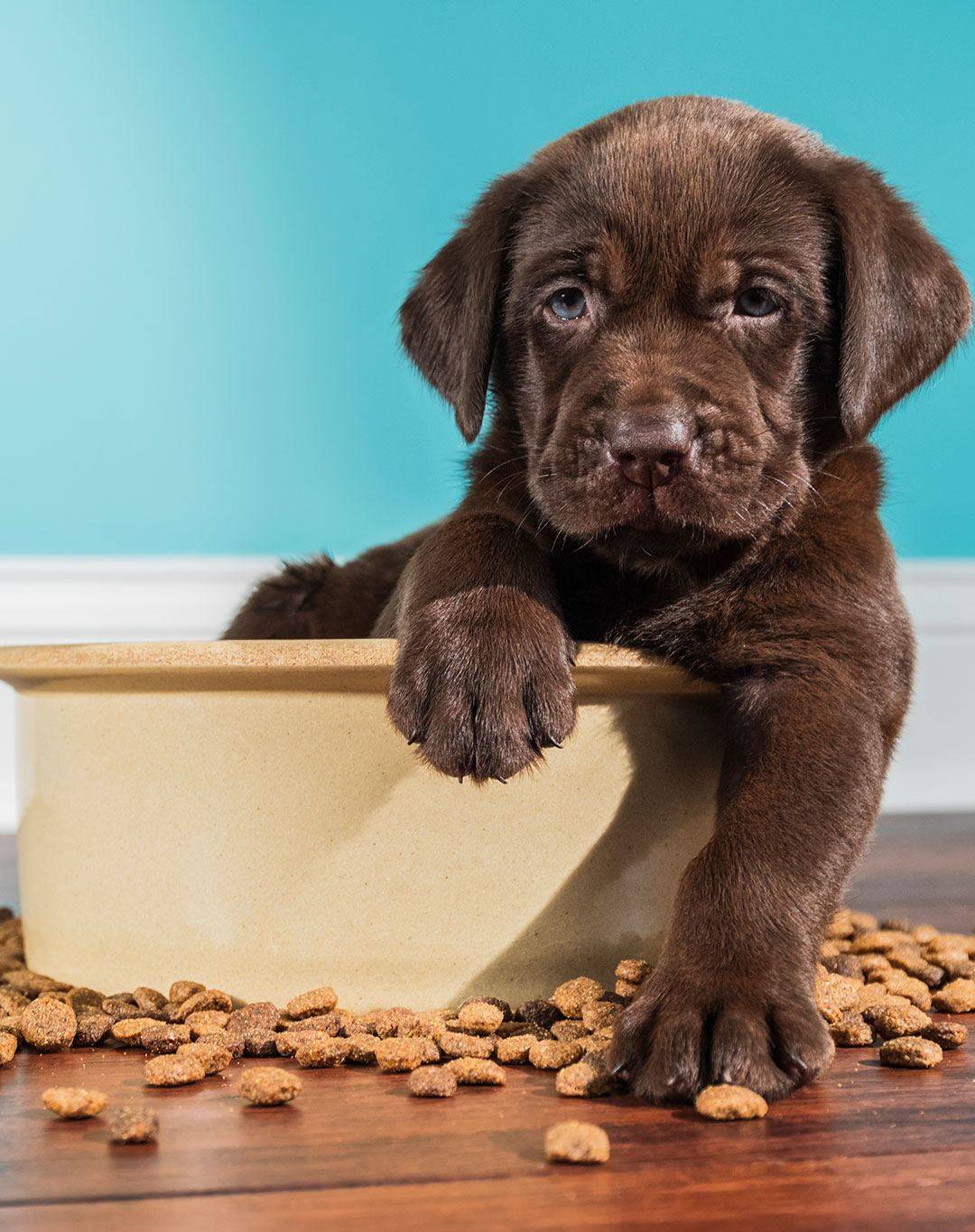 Pet nutrition Pet nutrition