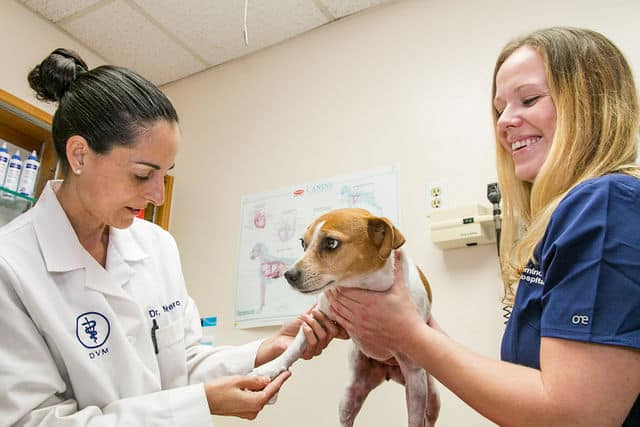 South seminole animal hospital veterinarian examining dog