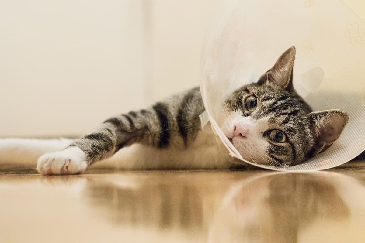 Cat with cone Cat cone