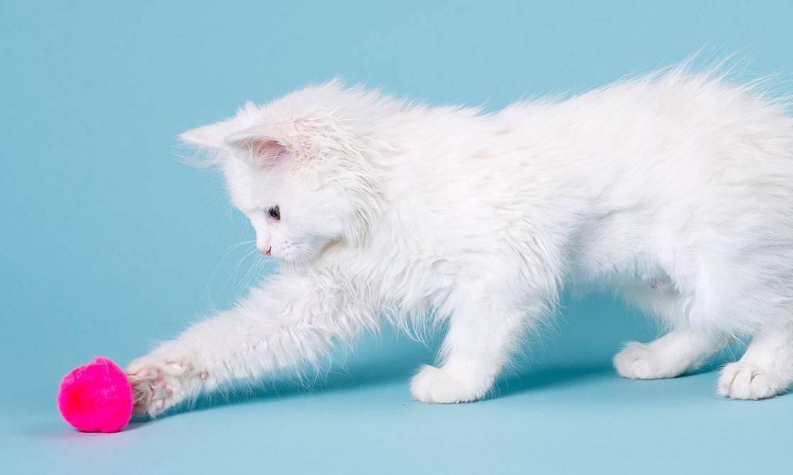 Cat playing with string Cat playing with string